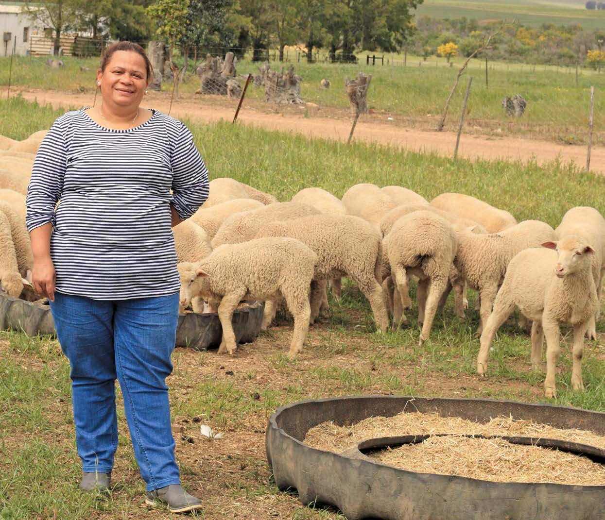 Converting From Wheat To Sheep On A Small Farm