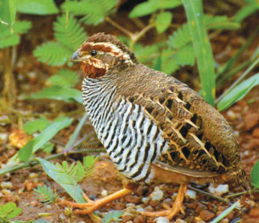 Conserving Rich Avian Biodiversity Kerala Agricultural University