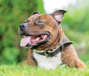 smiling staffordshire bull terrier