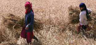 Wheat Procurement Begins As Centre Eases Norms In Punjab Haryana Raj