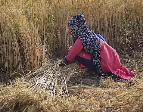 Wheat Procurement Reaches 19 5 Mn Tonnes