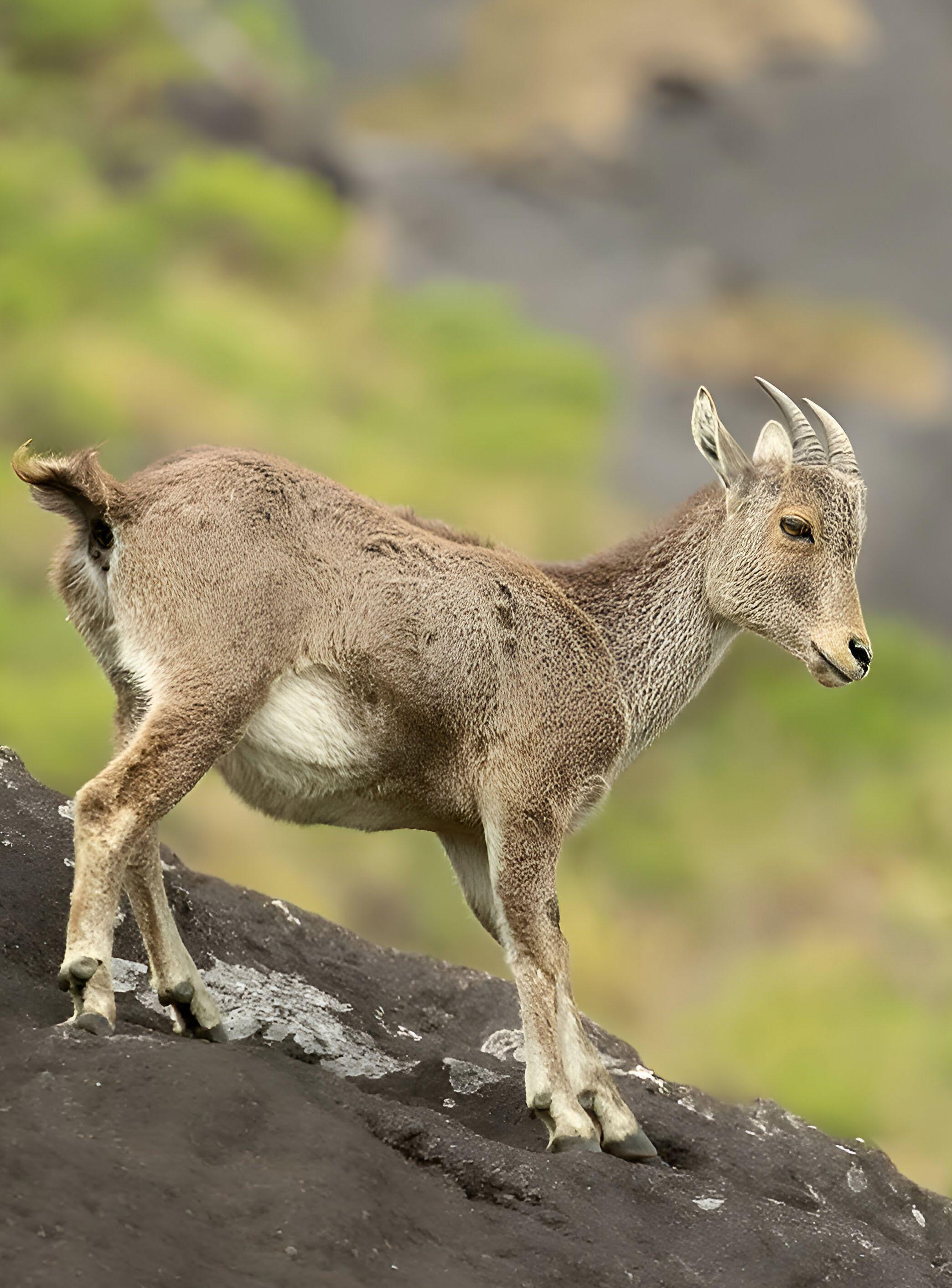 Southern Pride The Nilgiri Tahr