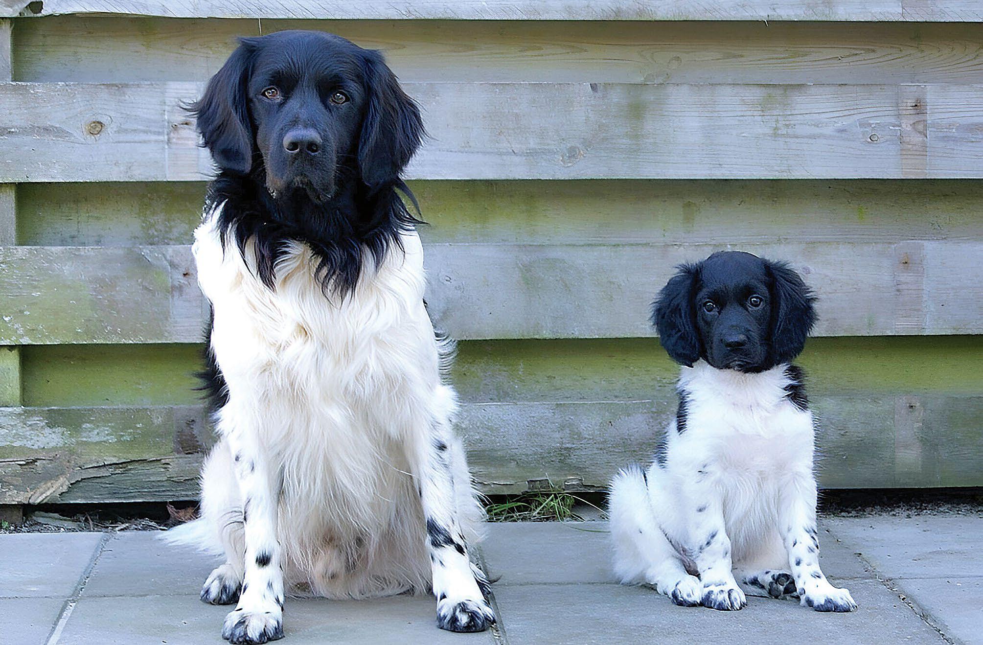 Stabyhoun A Fine Retriever