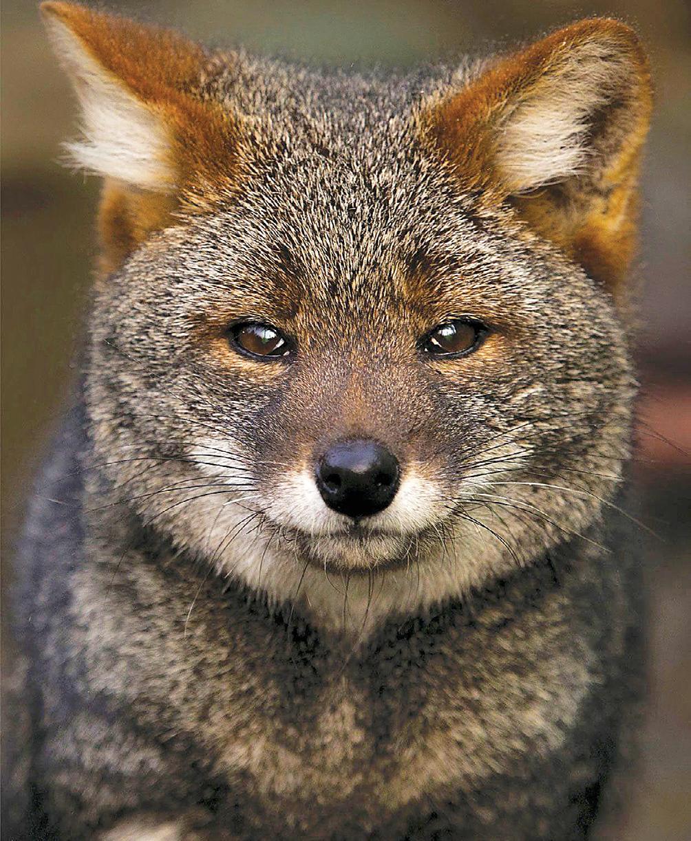 Darwin Chile's Foxy Canid