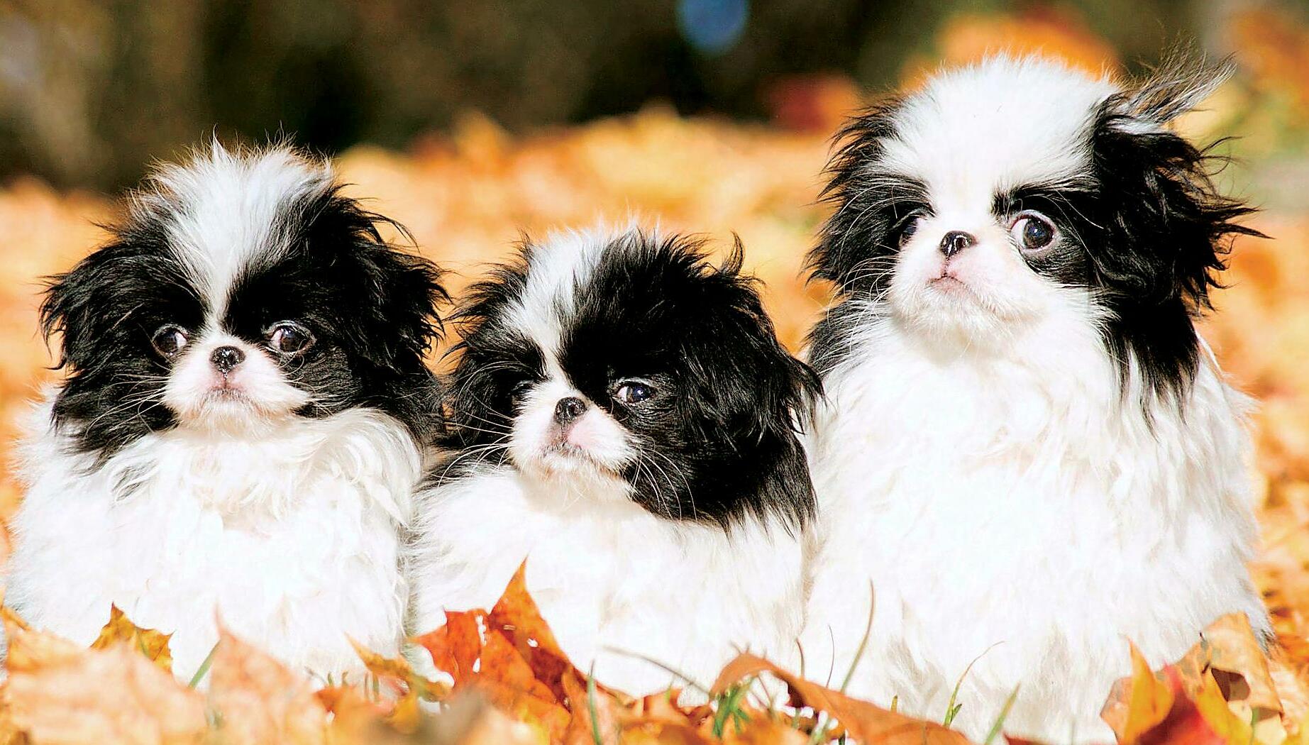 Japanese Chin