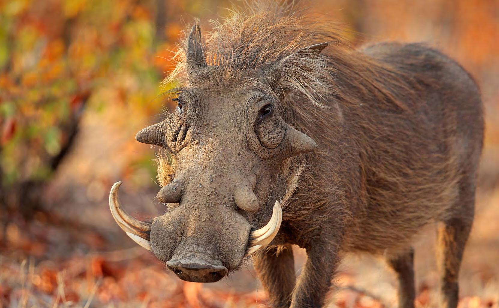 King of the Pigs The Warthog