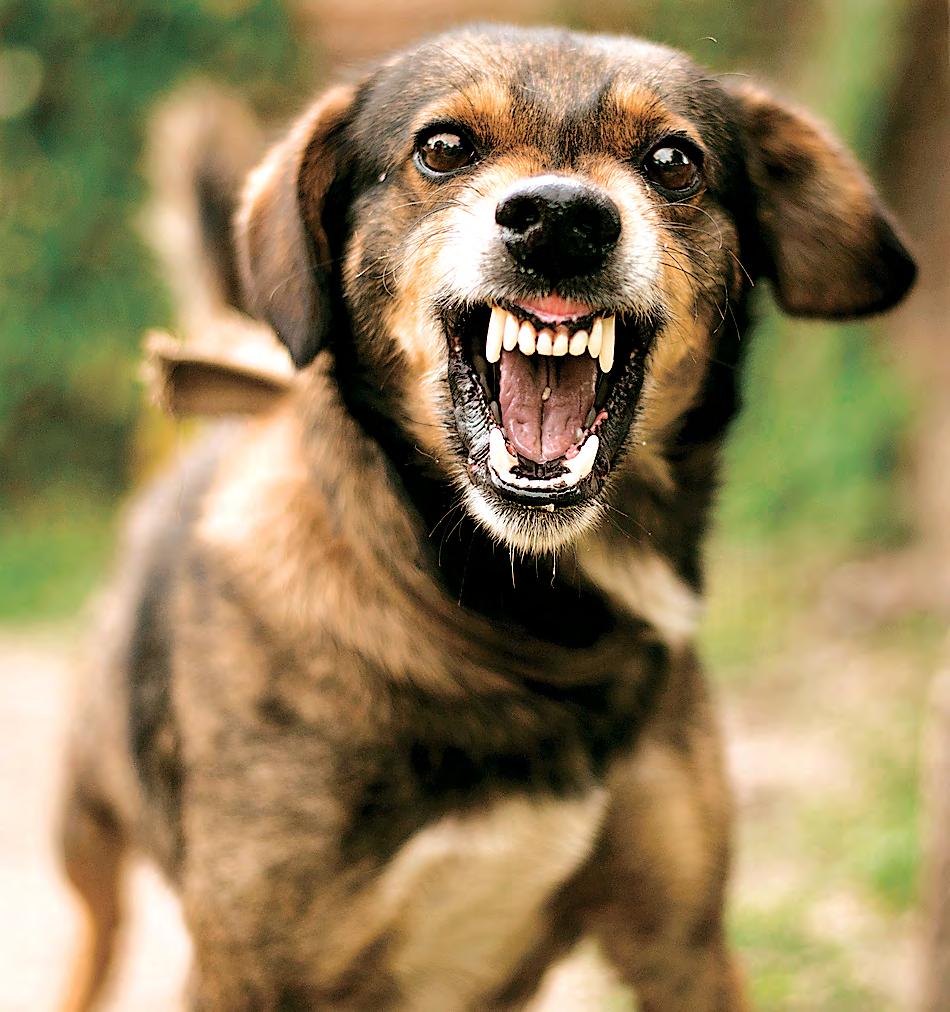 Pets Can Bite Too!