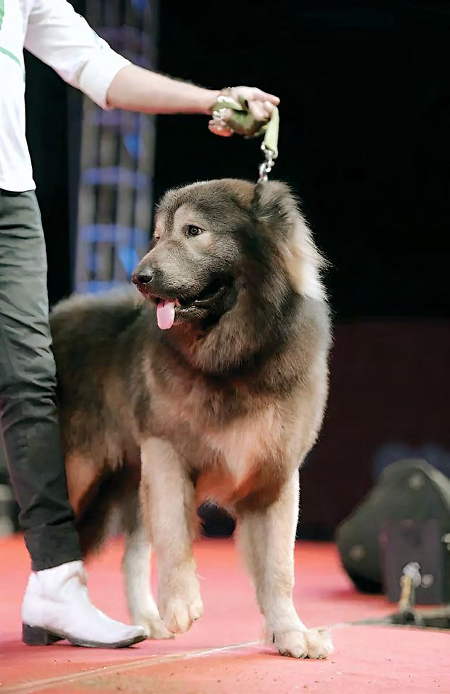 Meet the World's Costliest Dog