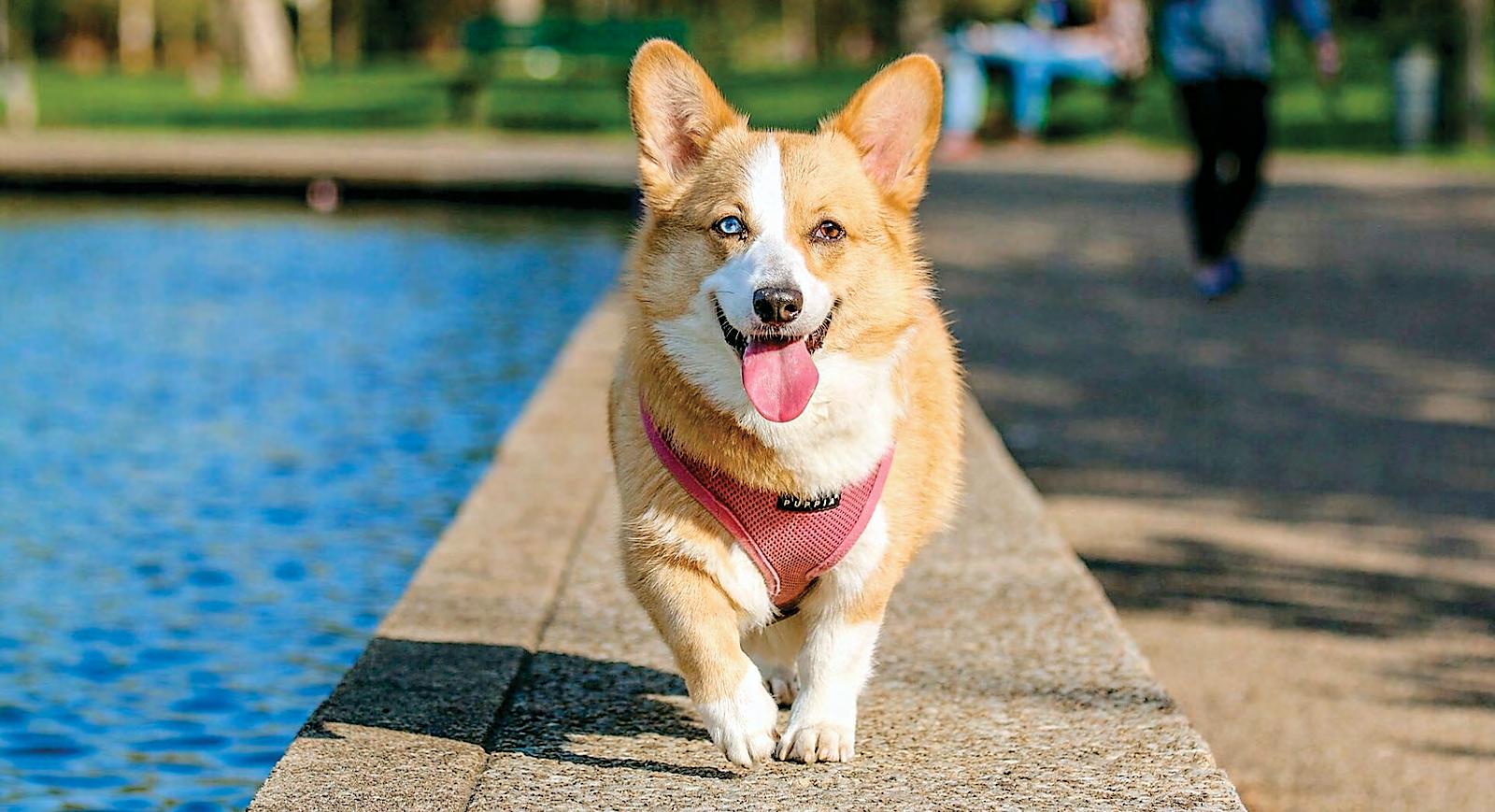No More Bonus for Inspector Corgi