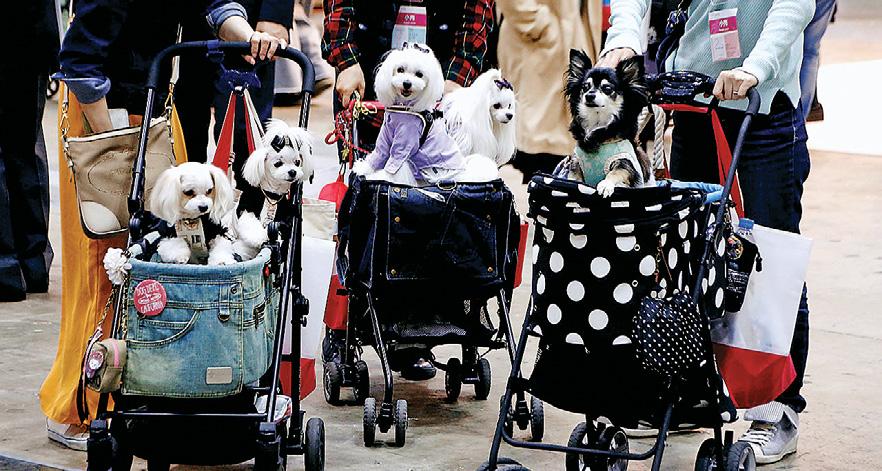 Japan's Pet Parenthood at All-Time High