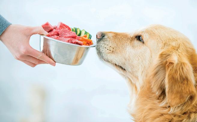 Food Allergies in Pets