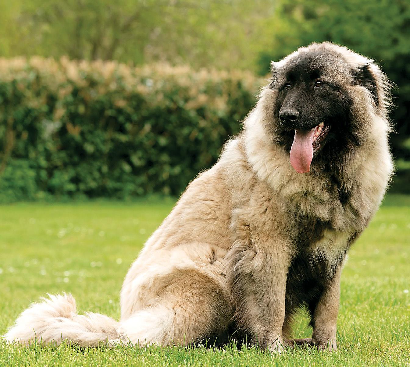 Bear-Like The Estrela Mountain Dog