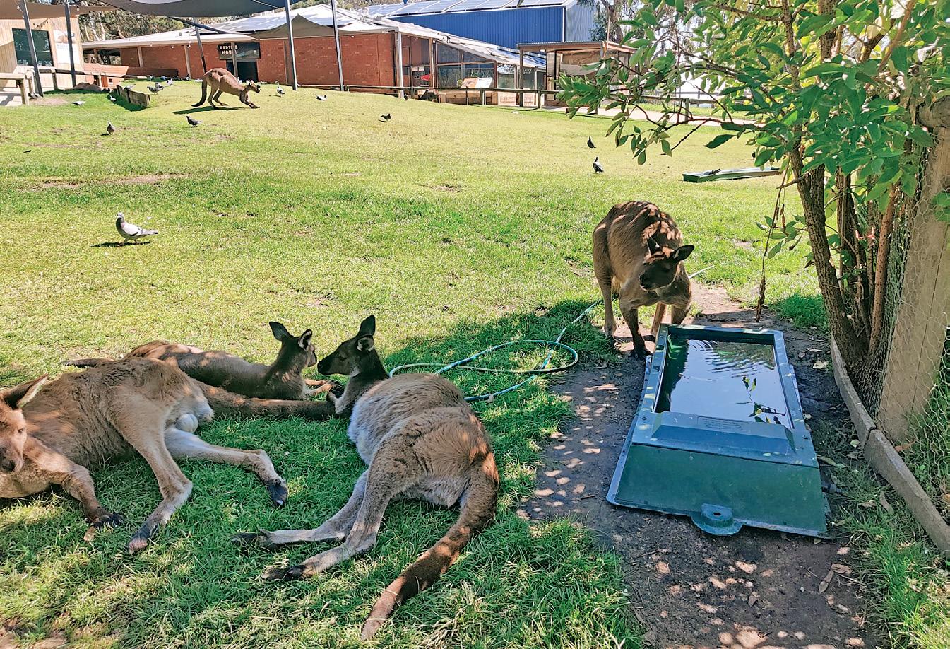 A Wild Adventure in Victoria The Perfect Family Getaway for Animal Lovers