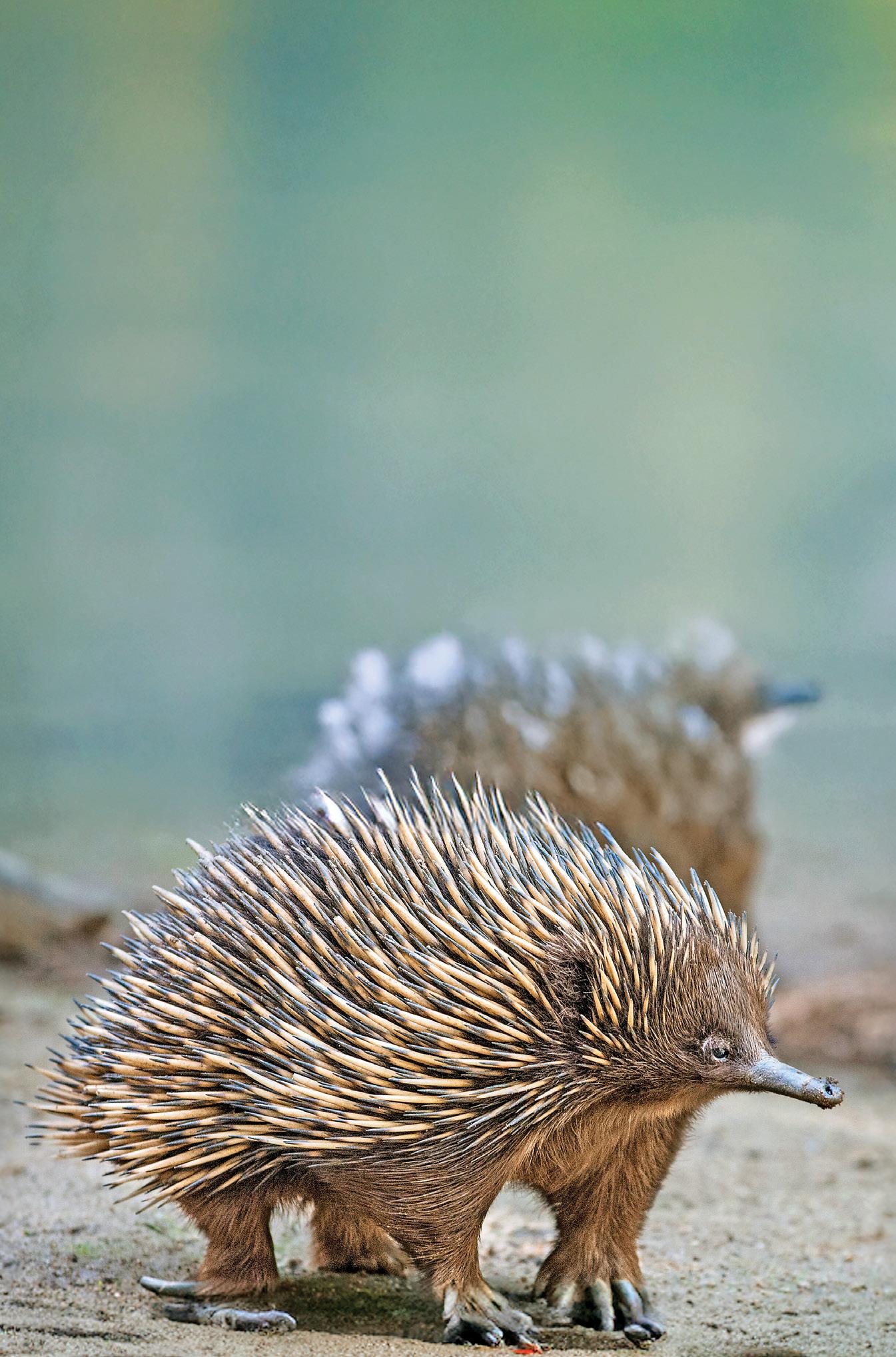 Spiny, From Down South The Echidna