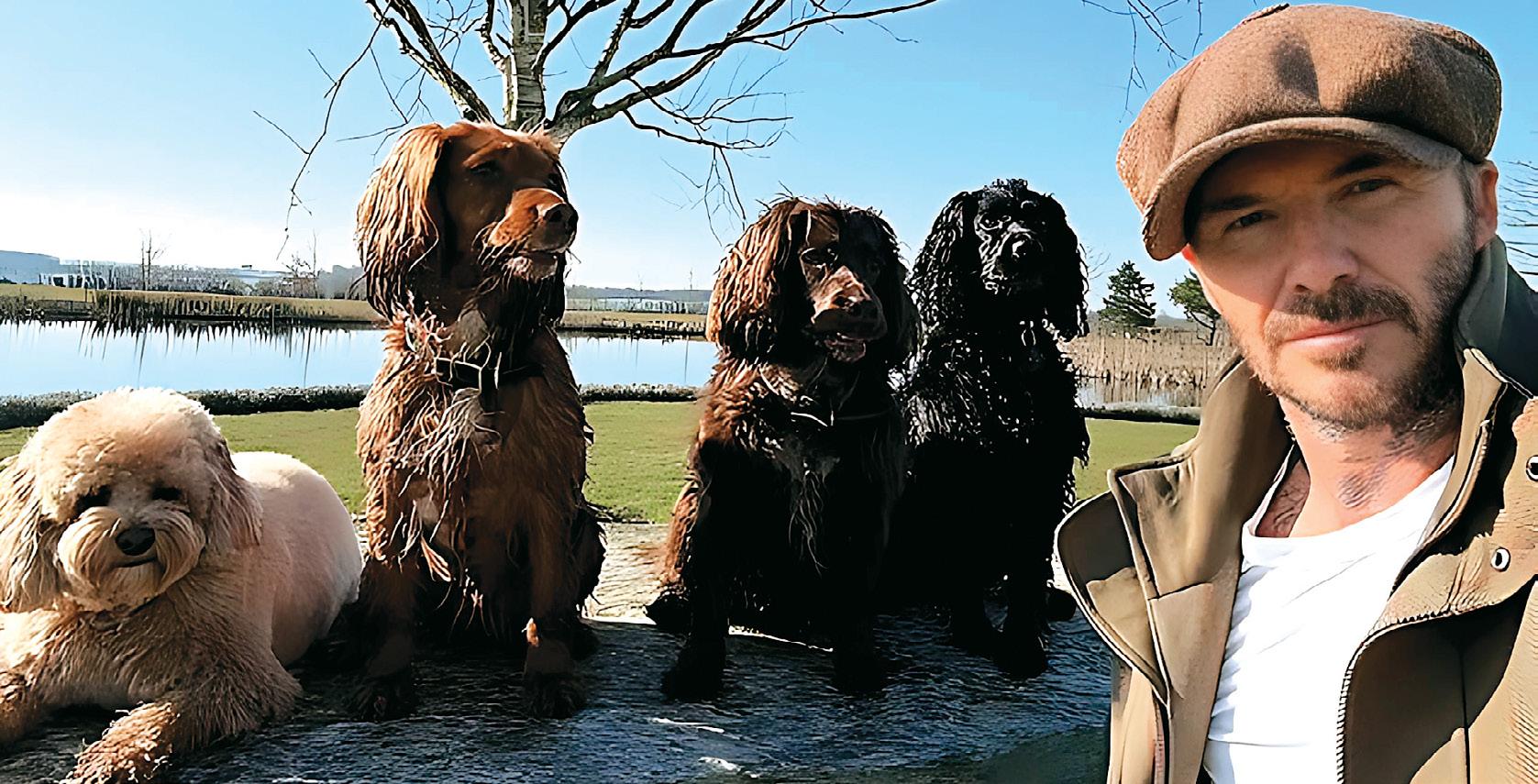 Beckham's Dog Has His Day