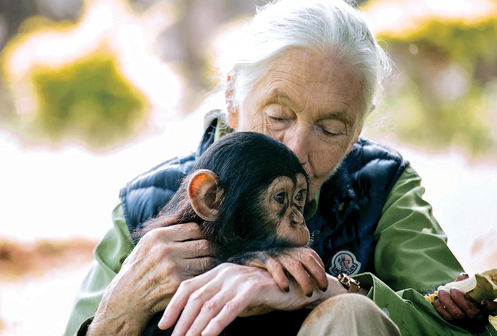 A Lifetime with Chimps