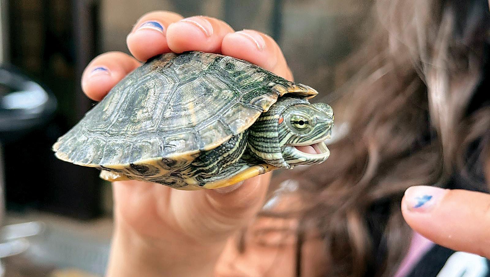 Delta's Escapade From the Diary of a Terrapin