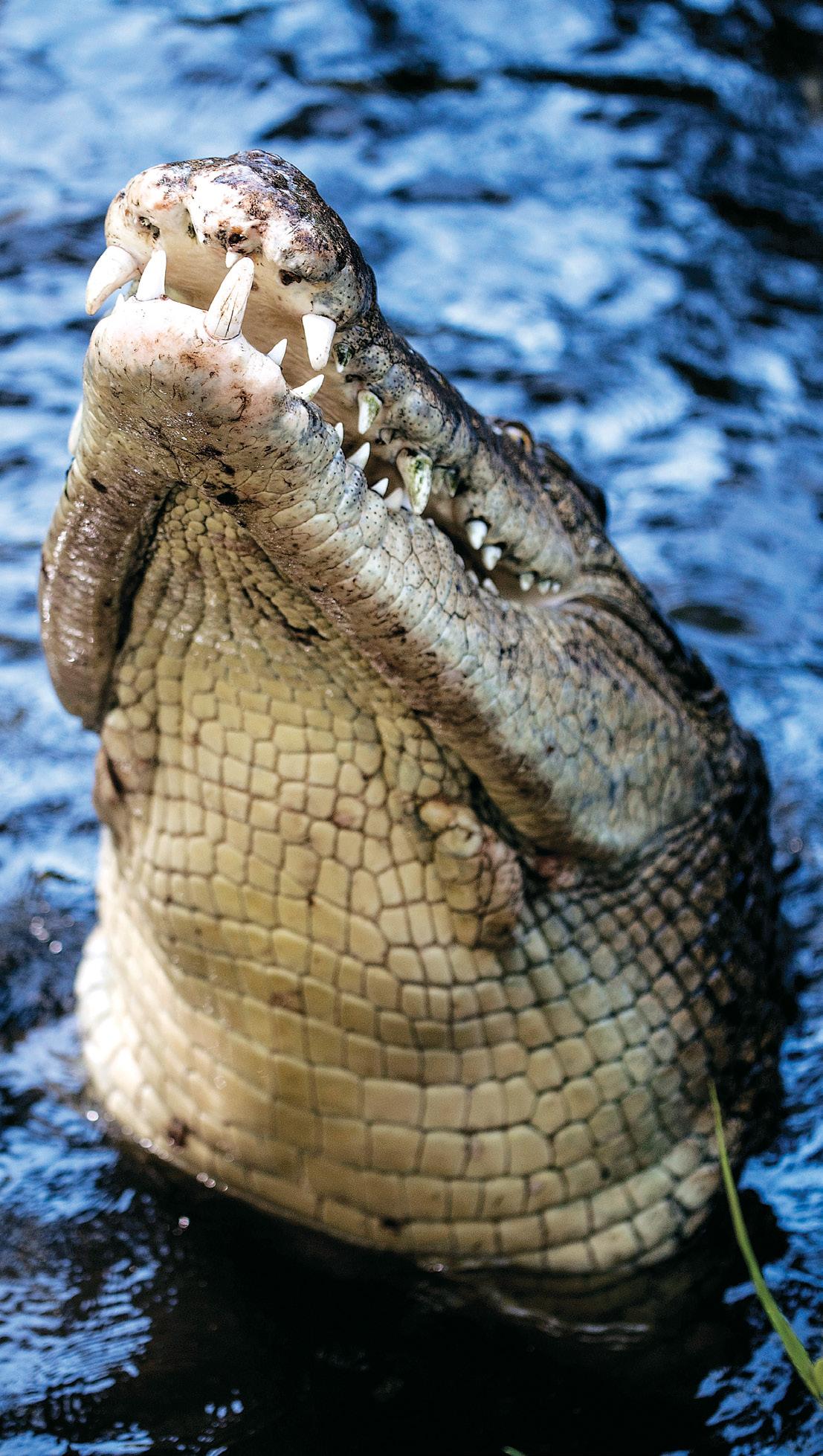 Jaw-Dropping The Crocodile