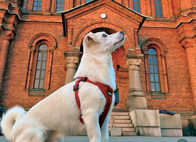 Have Dog, Will Travel!