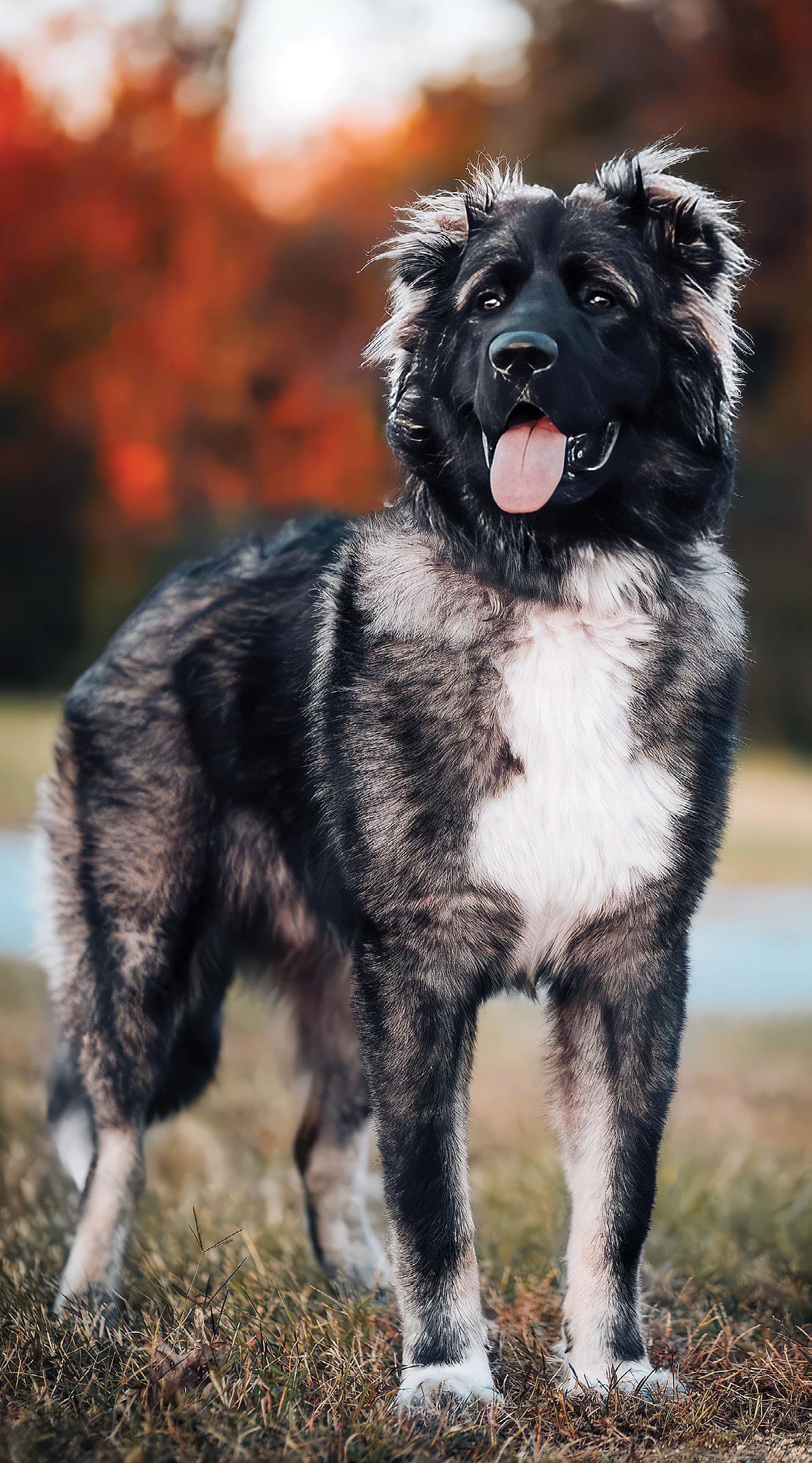 Caucasian Shepherd The Russian Bear