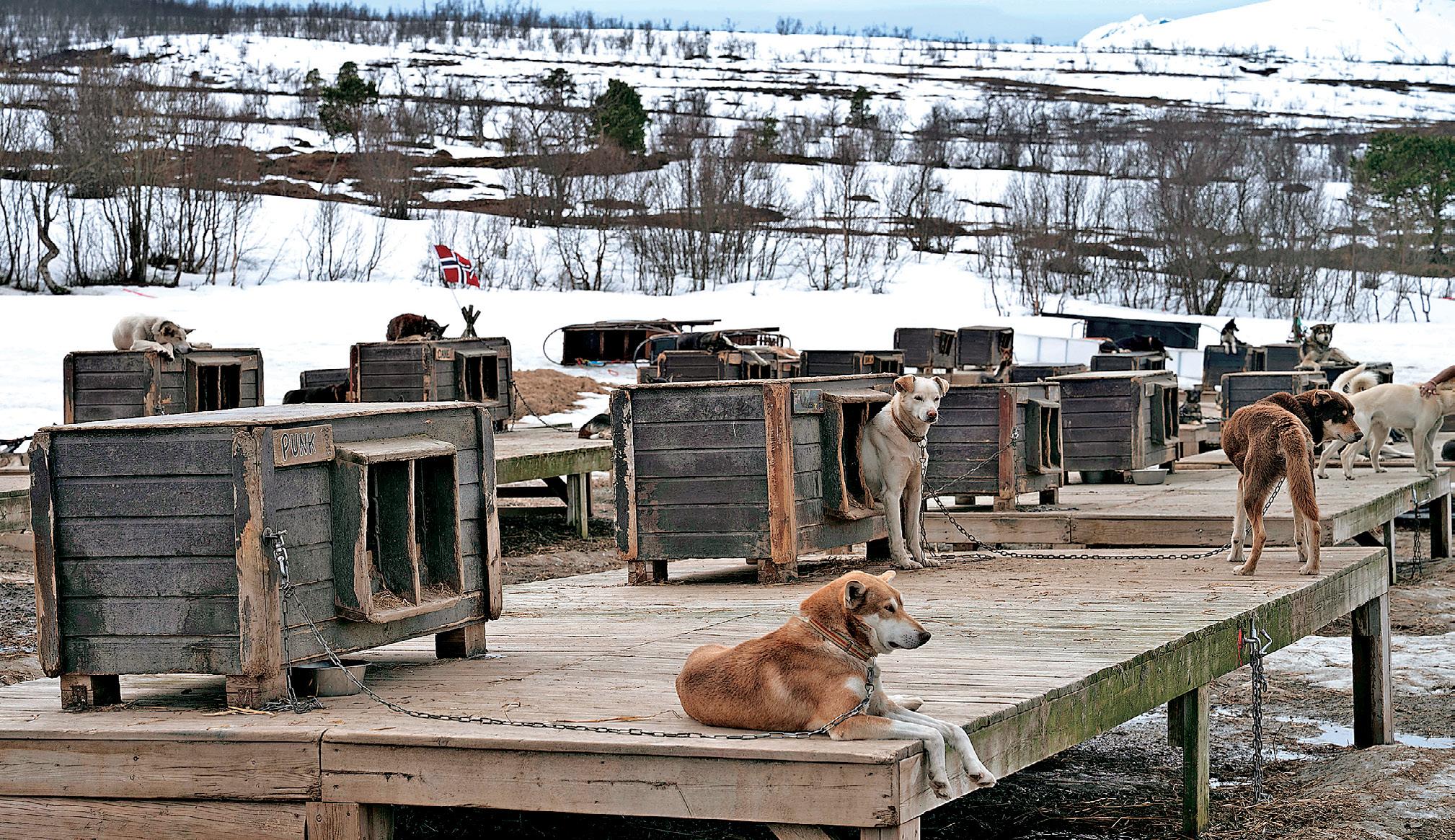 The Unseen Side of Sled Dogs