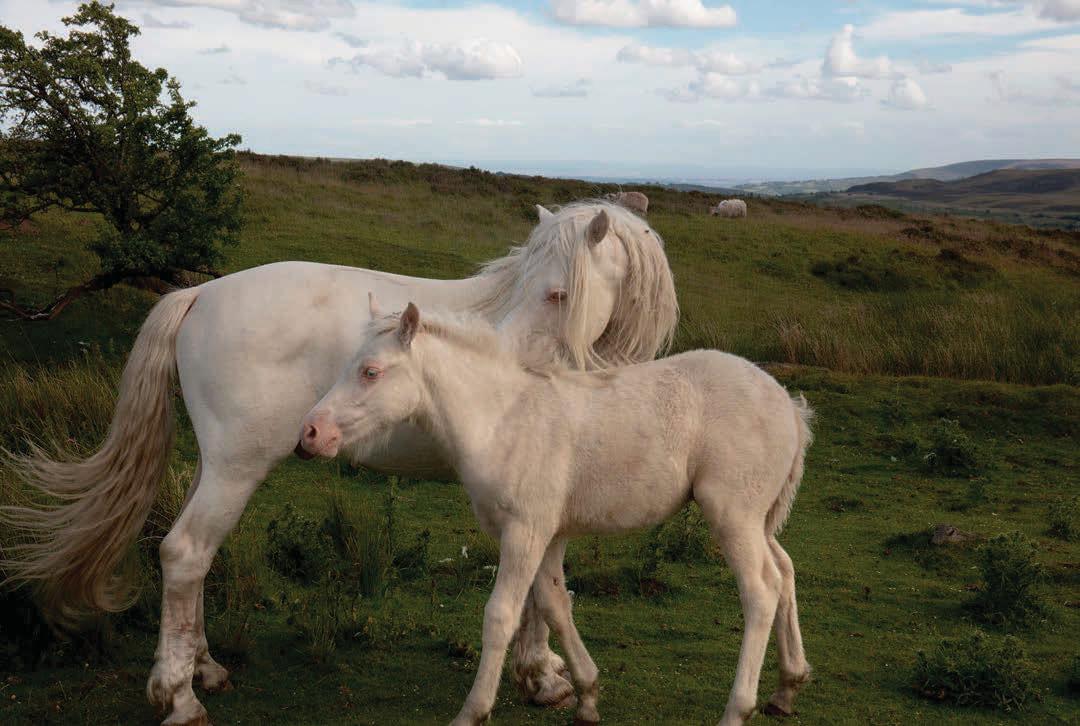 CWM – The Fair Country