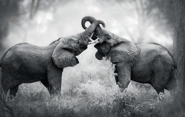 Print sale to help global wildlife