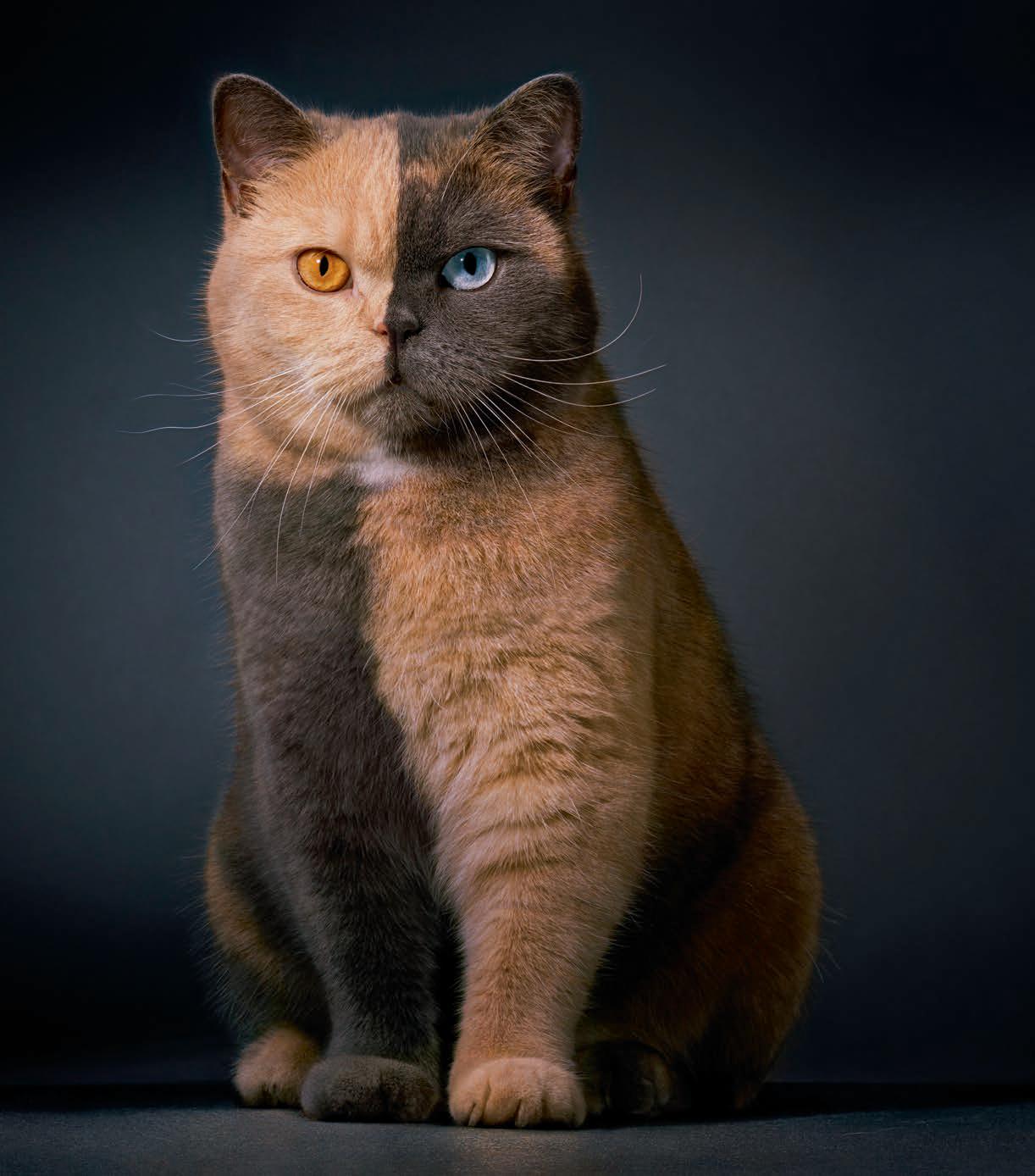 Picture purrfect