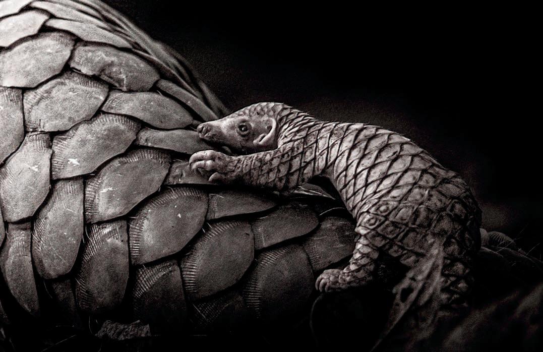 10 Years of Remembering Wildlife