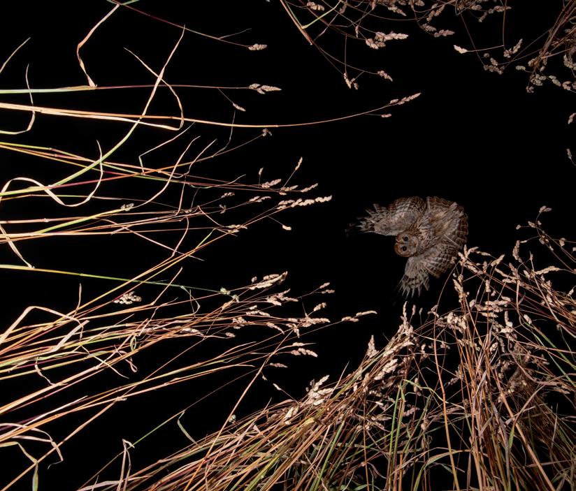 Amateur Photographer of the Year