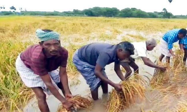 தண்ணீரில் மூழ்கிய பயிர்கள்!