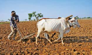 CULTIVATION OF INEQUALITY: INDIA'S FARM POLICY LEAVES ITS FARMERS HUNGRY