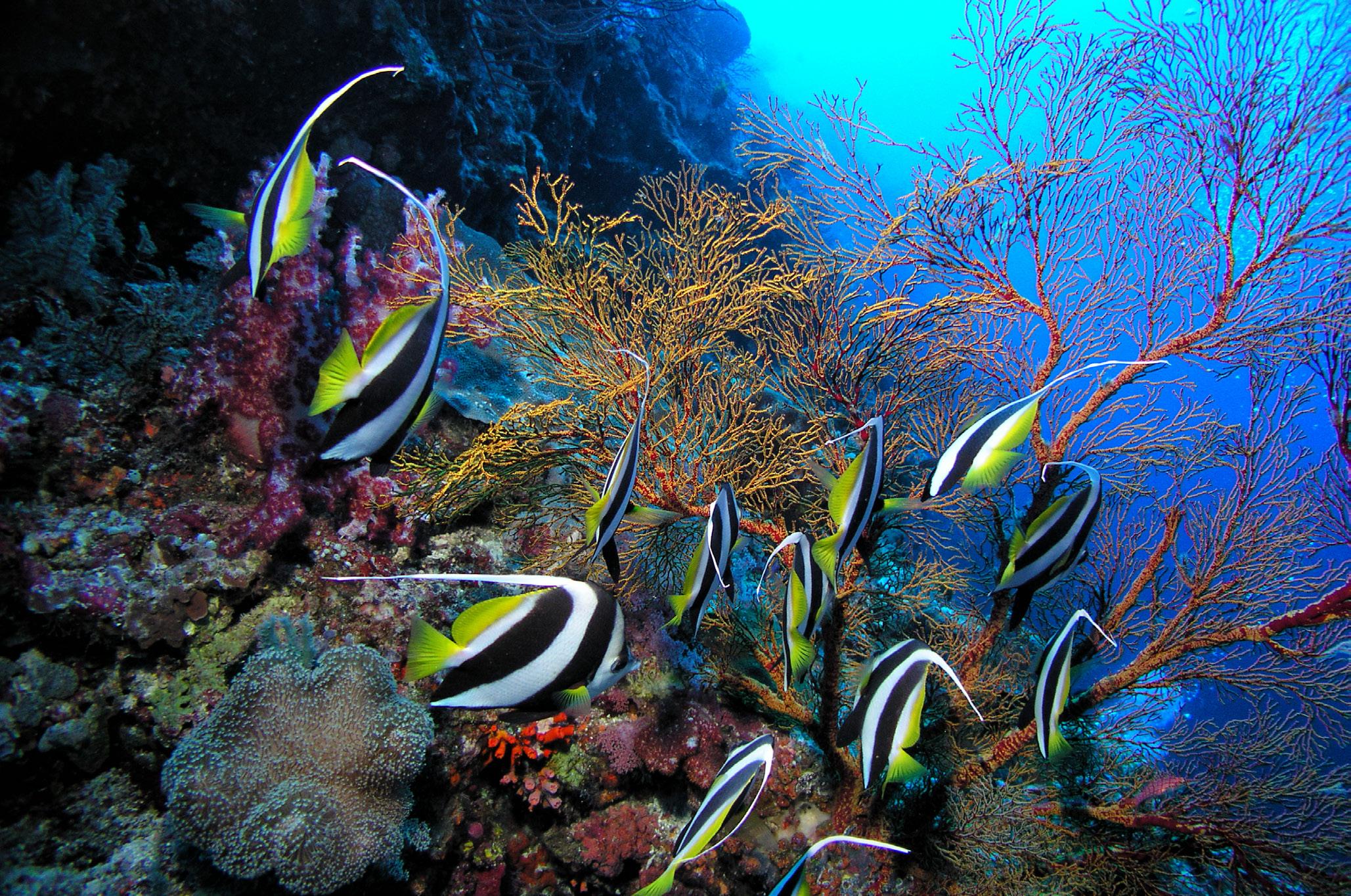 10 Top Diving Experiences in the Philippines