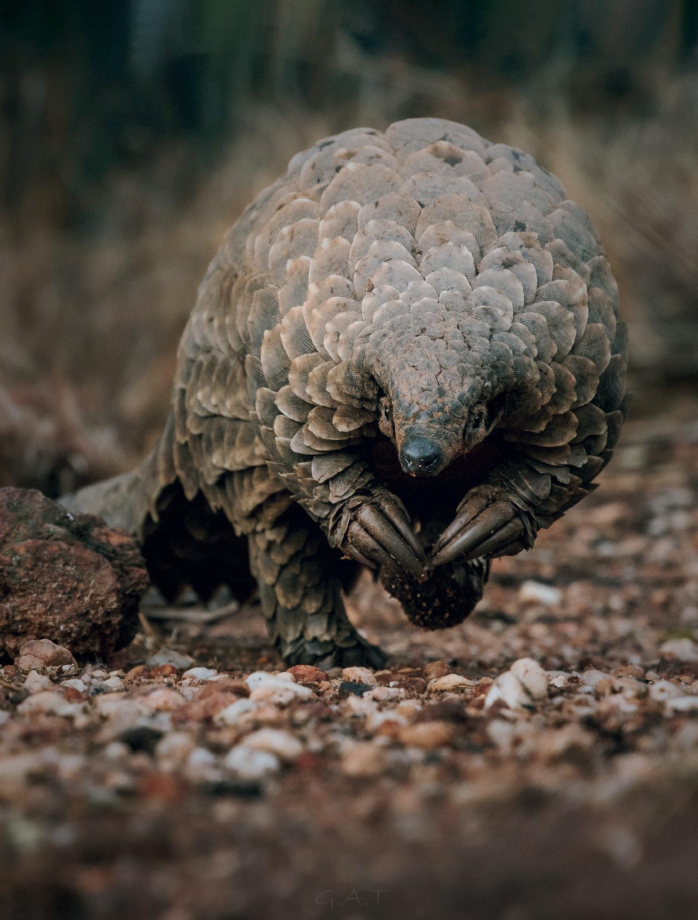 TIPPING THE SCALES OF CONSERVATION