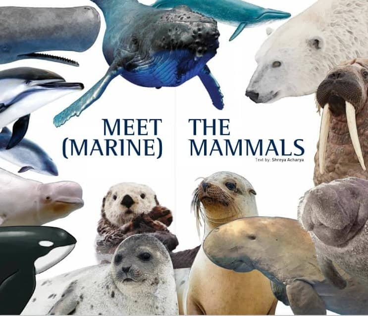 Types Of Marine Mammals Pets Lovers - vrogue.co