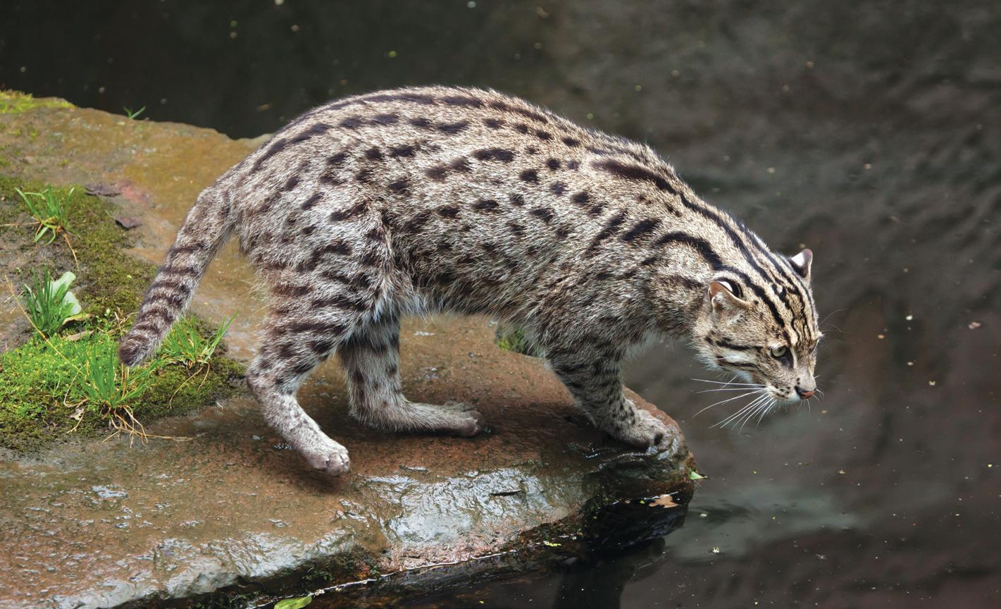 THE ODD FELINE