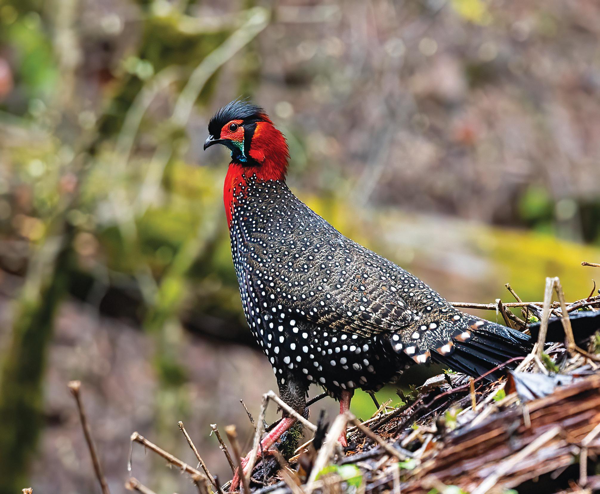 KING OF BIRDS