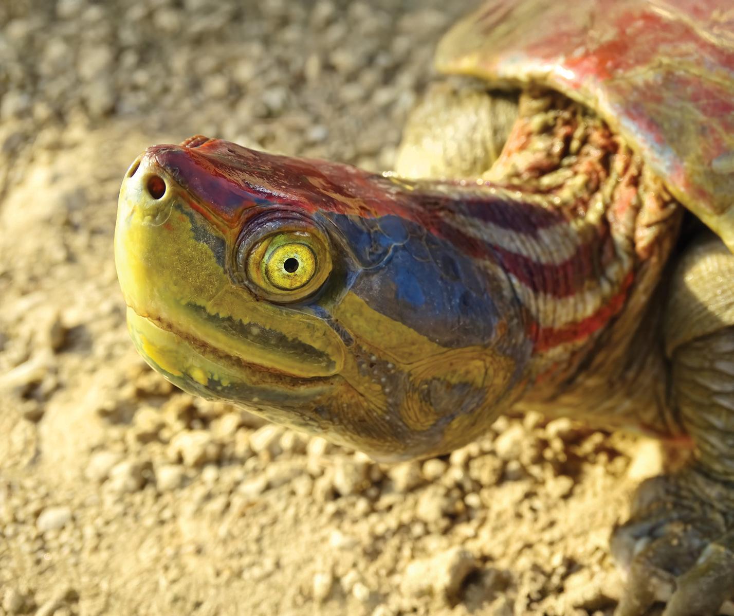 TURNING TURTLE