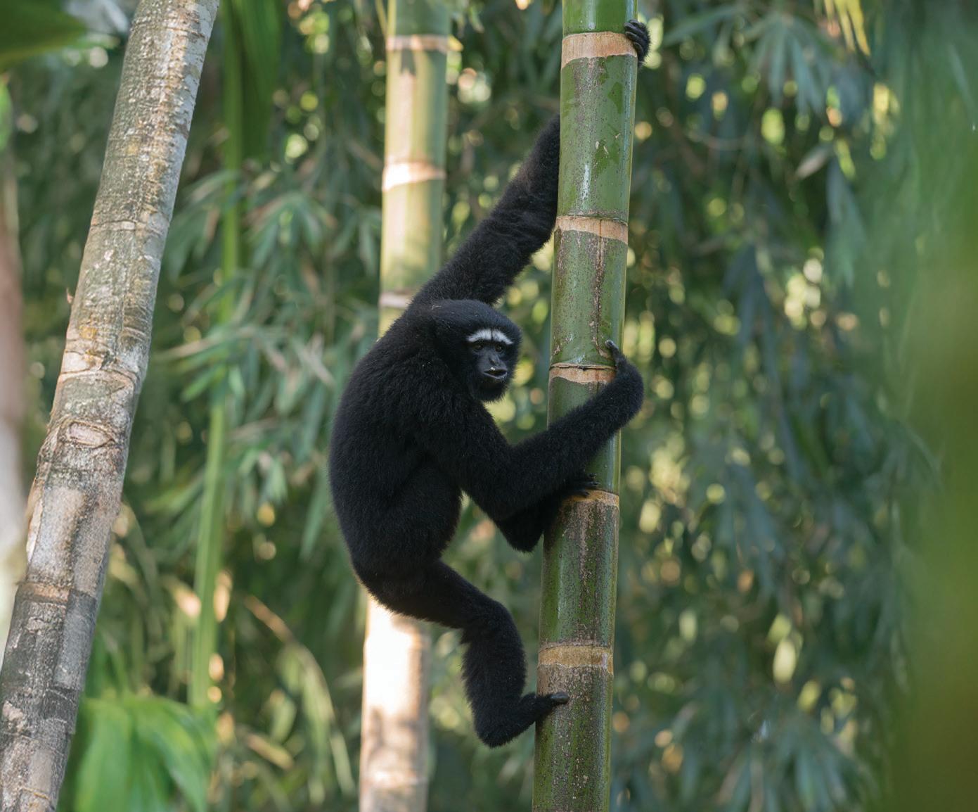 THE APE IN OUR STORIES