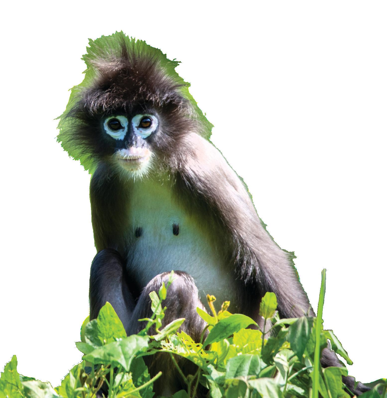 RINGED EYES IN THE CANOPY