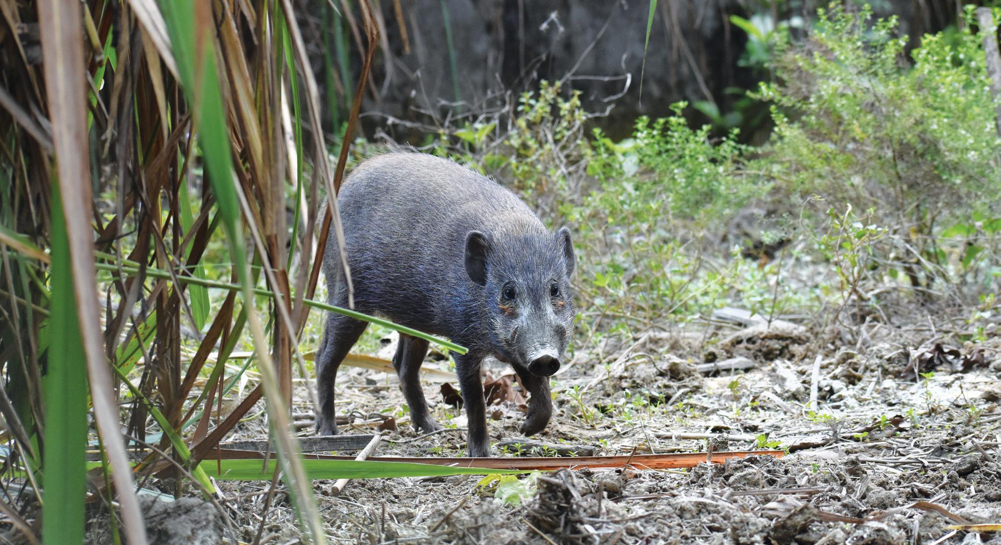 A LITTLE PIG GOES A LONG WAY