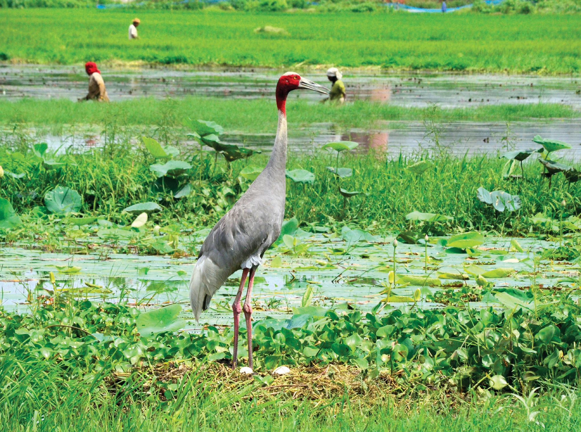 MAJESTIC SARUS STAGES COMEBACK