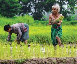 Monsoon Moderates, Kharif Rice Sowing Advances
