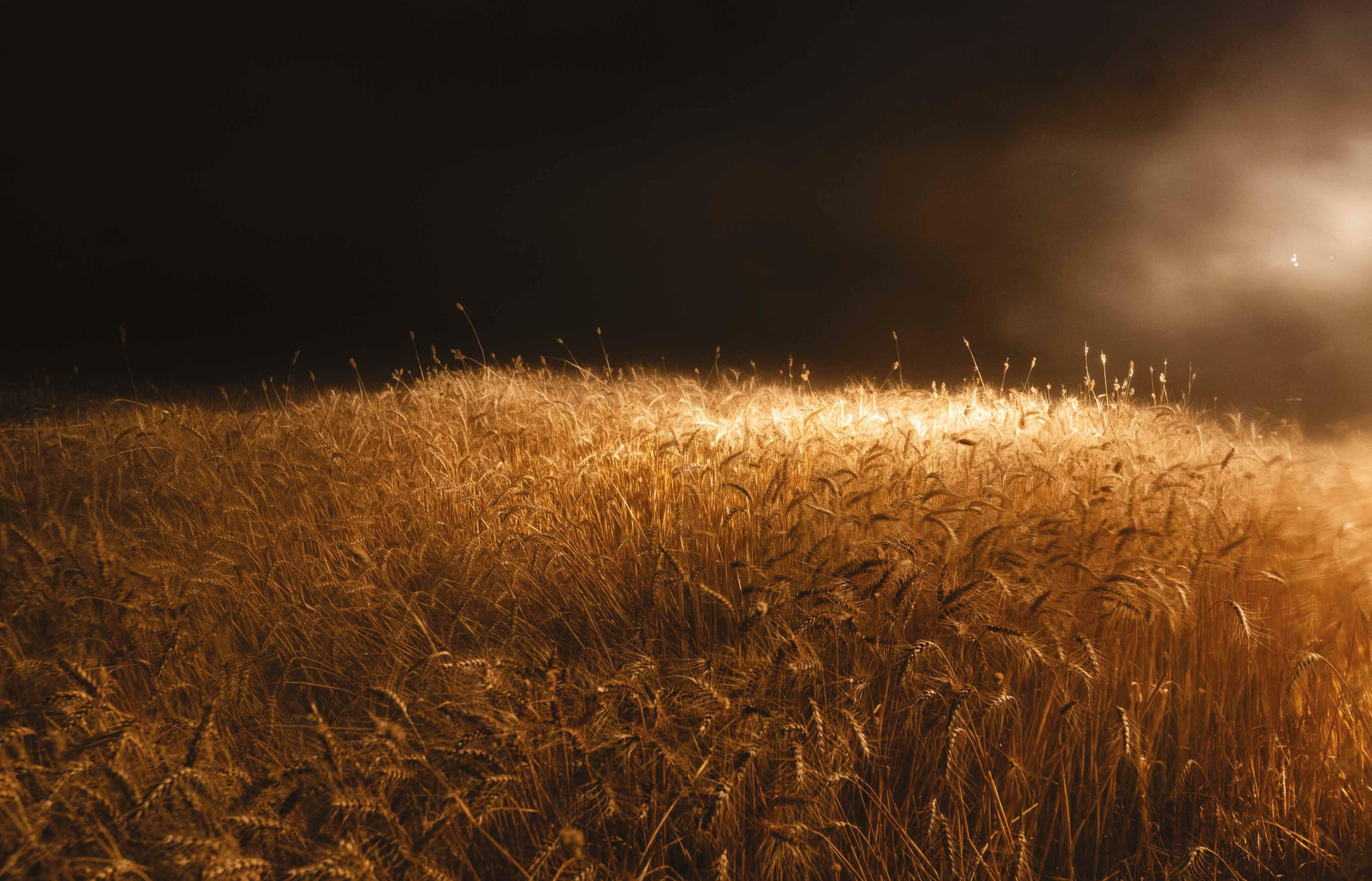 HEAVY LIES THE GRAIN