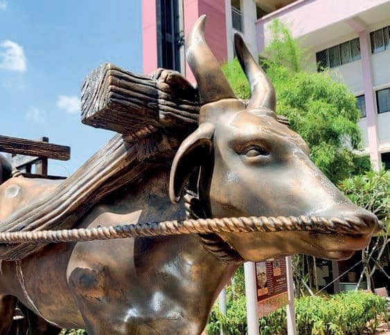 Buffalos, Goddesses & Garlands