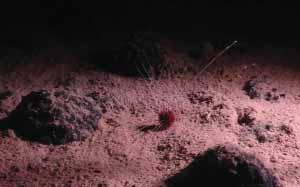 'Dark Oxygen': A Deep-Sea Discovery That has Split Scientists