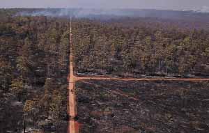 Countries Could Use Forests to 'Mask' Needed Emission Cuts: Report