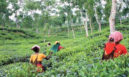 Govt Plans RE on Unused Tea Estate Land
