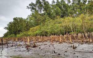 Industrial Projects within 10km of Sundarbans Banned