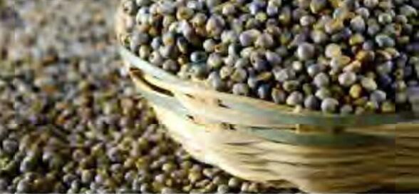 मोटे अनाज की पॉलिश करने से कम होती है पौष्टिकता